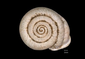 Media type: image;   Malacology 167125 Aspect: apical